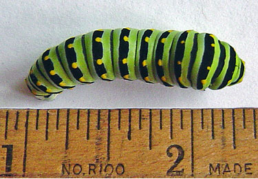 Black Swallowtail Caterpillar