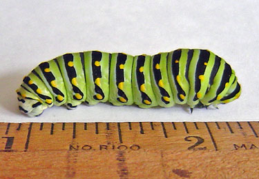 Black Swallowtail Caterpillar