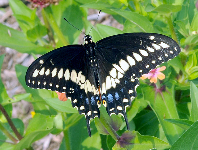 Black Swallowtail