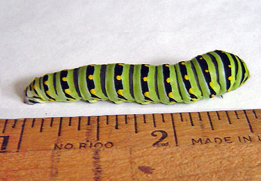 Black Swallowtail Caterpillar