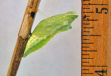 Black Swallowtail Chrylasis