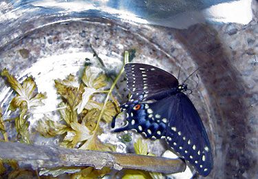 Black Swallowtail butterfly