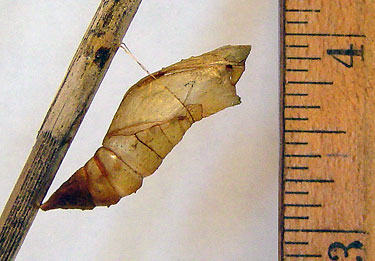 Black Swallowtail empty chrylasis