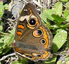 Buckeye Butterfly