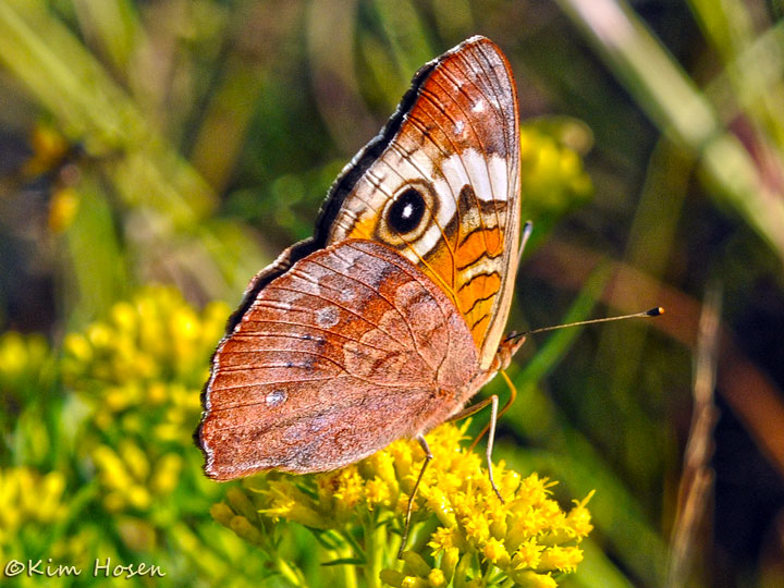 Common Buckeye Butterfly