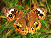 Common Buckeye Butterfly