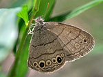 Carolina Satyr