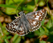 Common Checkered Skipper