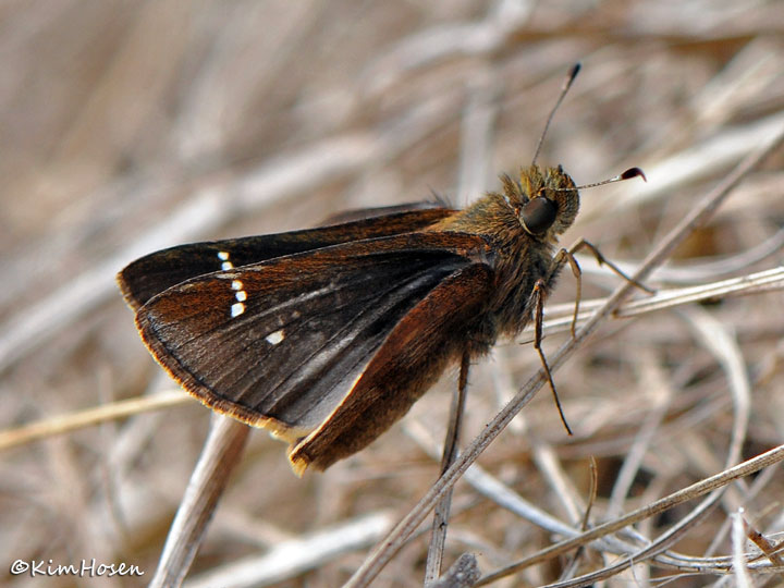 Clouded Skipper