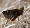 Clouded Skipper