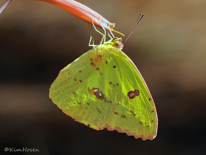 Cloudless Sulphur (female)