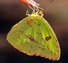 Cloudless Sulphur