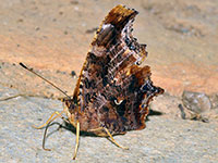 Comma