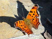 Comma Butterfly