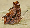 Comma 