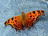 Comma