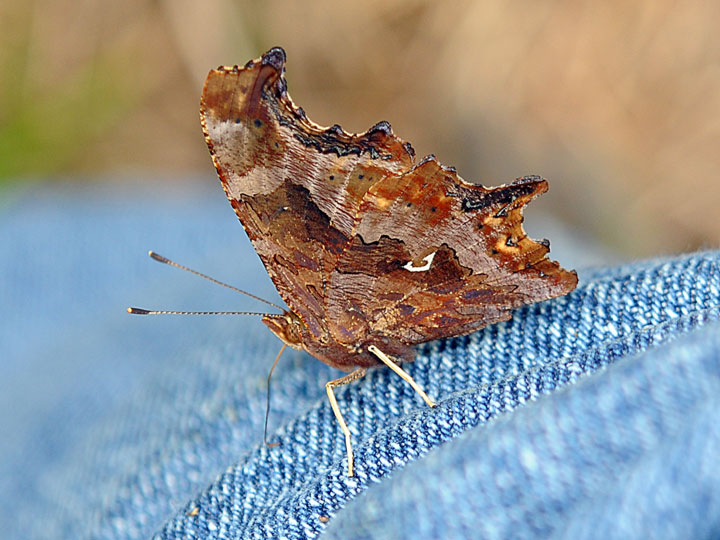 Comma Butterfly