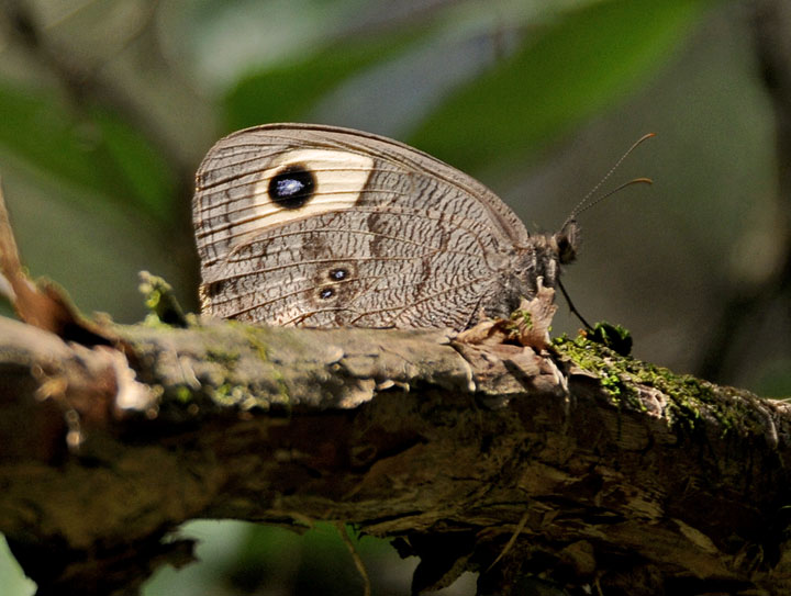 Common Wood Nymph