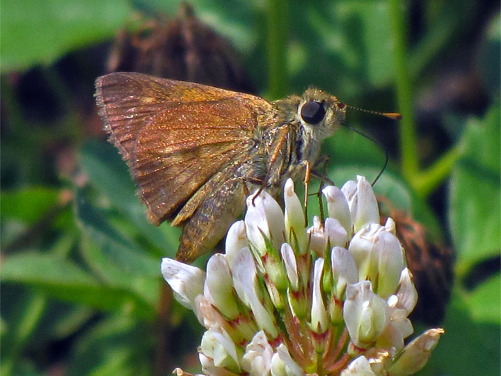 Crossline Skipper