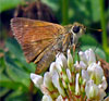 Crossline Skipper