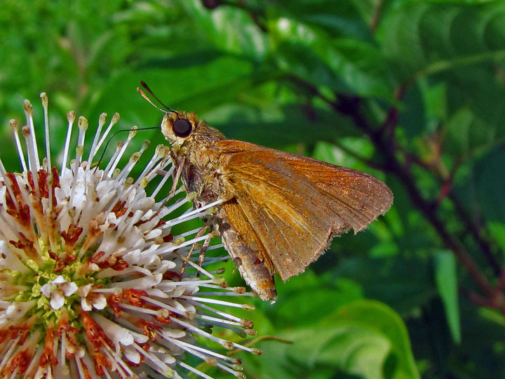 Dion Skipper
