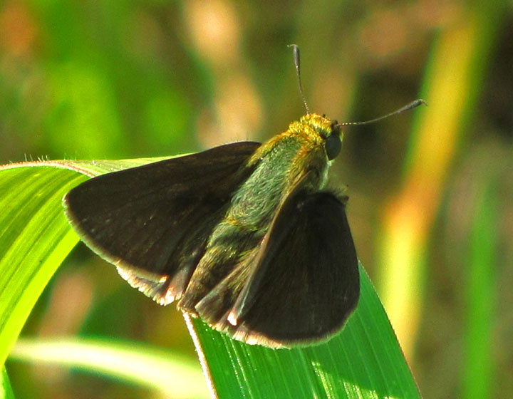 Dun Skipper
