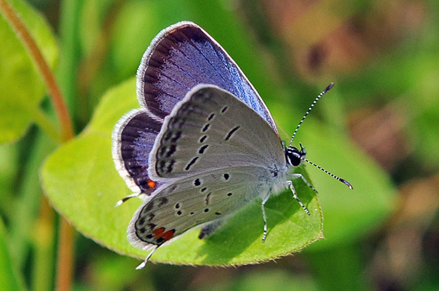 Eastern-tailed Blue