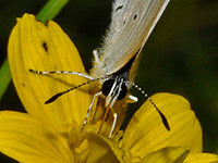 Eastern-tailed Blue