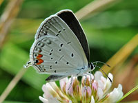 Eastern-tailed Blue