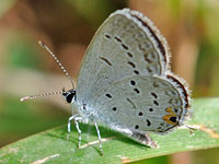 Eastern-tailed blue butterfly