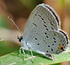 Eastern-tailed Blue