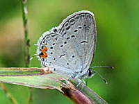 Eastern-tailed blue butterfly
