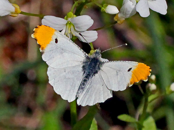 Falcate Orangetip