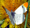 Falcate Orangetip, male