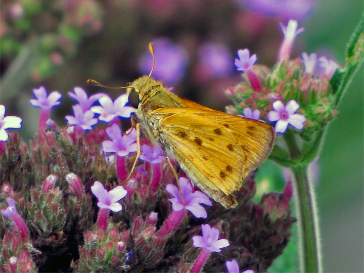 Fiery Skipper