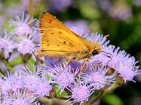 Fiery Skipper
