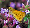 Fiery Skipper