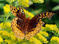 Great Spangled Fritillary