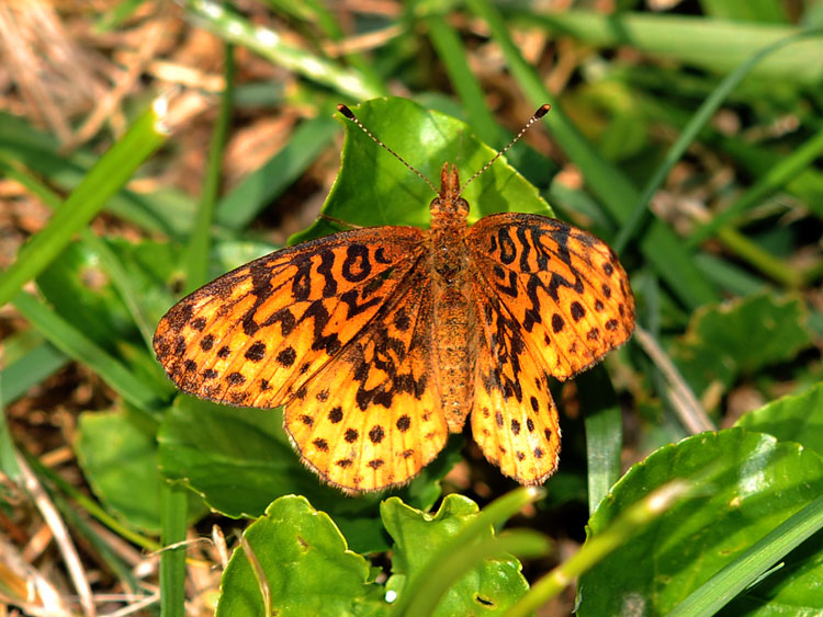 Meadow Fritillary