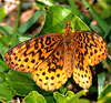 Meadow Fritillary