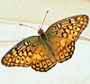 Variegated Fritillary