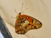 Variegated Fritillary