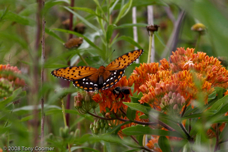 Regal Fritillary
