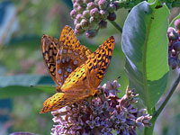 Great Spangled Fritillary