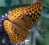 Great-spangled Fritillary