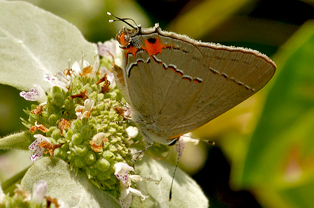 Gray Hairstreak