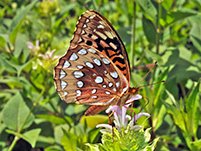 Great Spangled Fritillary