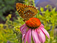 Great Spangled Fritillary