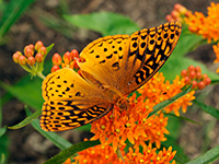 Great Spangled Fritillary
