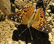 Hackberry Emperor